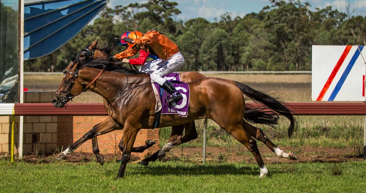 Cool Ice (outside) arrives just in time to beat Opoho at Parkes on Saturday. 		        Photo: JANIAN McMILLAN (www.racingphotography.com.au)