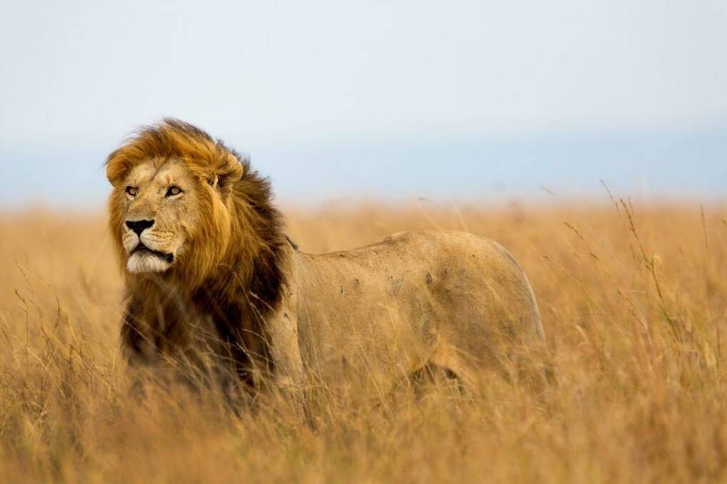 The tour in the Hwange National Park, Zimbabwe, is named after the famous lion, Cecil.