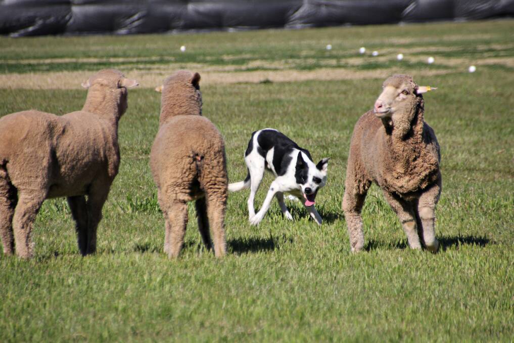 Action from last year's Dubbo Sheep Dog Trial. The event is on again from September 3 to 6.			    
Photos: contributed