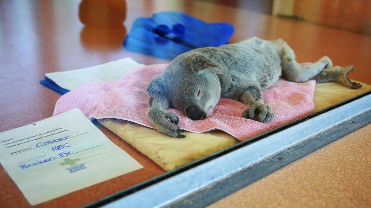 Cobber the koala sleeps under the influence of his anaesthetic. Photo: Catherine Marshall