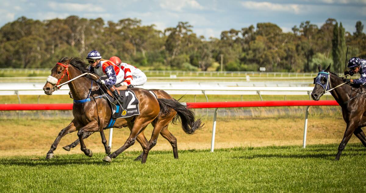 Dashexpress will line up looking for a third straight win at Cowra today. 			  Photo: JANIAN McMILLAN (www.racingphotography.com.au)