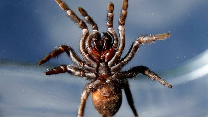 A female funnel web spider  Photo: Jonathan Carroll