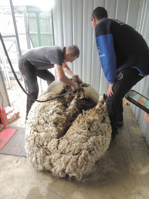 Shearer Ian Elkin shears 40 kilograms worth of fleece from Chris the sheep.