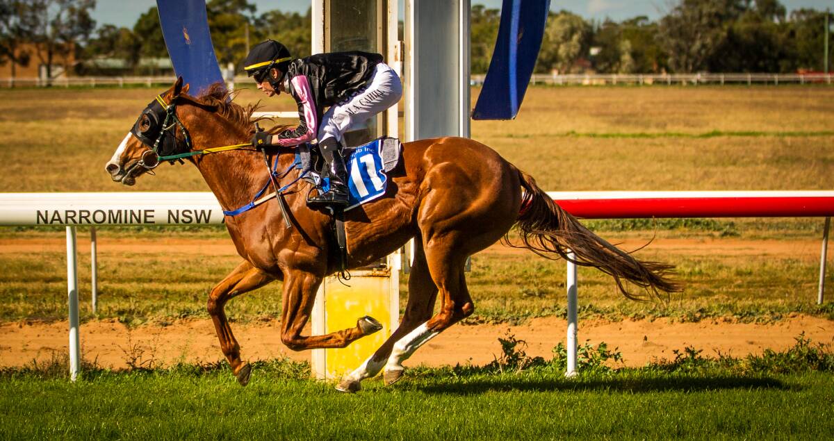One Last Poet will be one of the favourites in Monday's Kings Hall Jewellers Silver Goblet (1120m) at Dubbo.  
Photo: JANIAN McMILLAN (www.racingphotography.com.au)