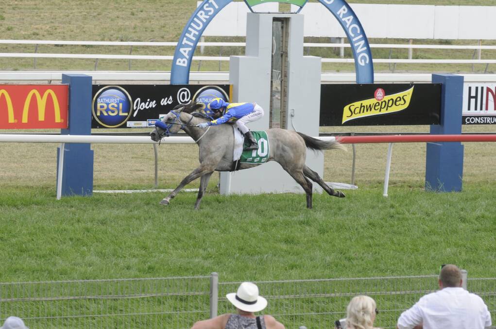 Set Piece ridden by Blaike McDougall, won the Bathurst Cup by five lengths in a dominant run. Photo: CHRIS SEABROOK