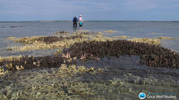 Researchers inspected 84 reefs and found coral mortality rates of 50 per cent or more in the north of the Great Barrier Reef. Photo: James Cook University