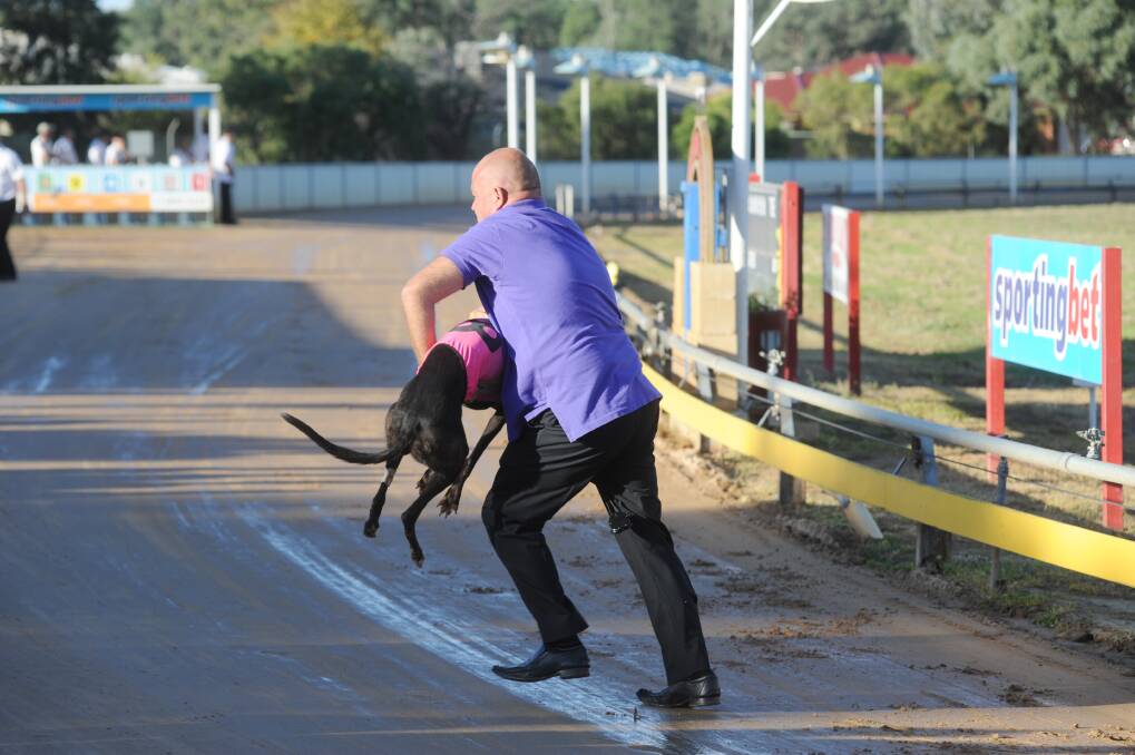 ABOVE: Club president Shayne Stiff runs off the track with Kulu Special before she ran around the track in the opposite direction yesterday.  
Photos: Belinda Soole