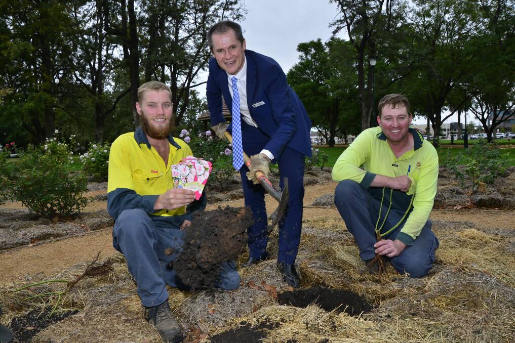 Dubbo mayor Mathew Dickerson plants the first Jane McGrath rose at Victoria Park, with the assistance of Parks and Landcare staff Mitchell Grant and Matthew Freeth. 	Photo: BELINDA SOOLE