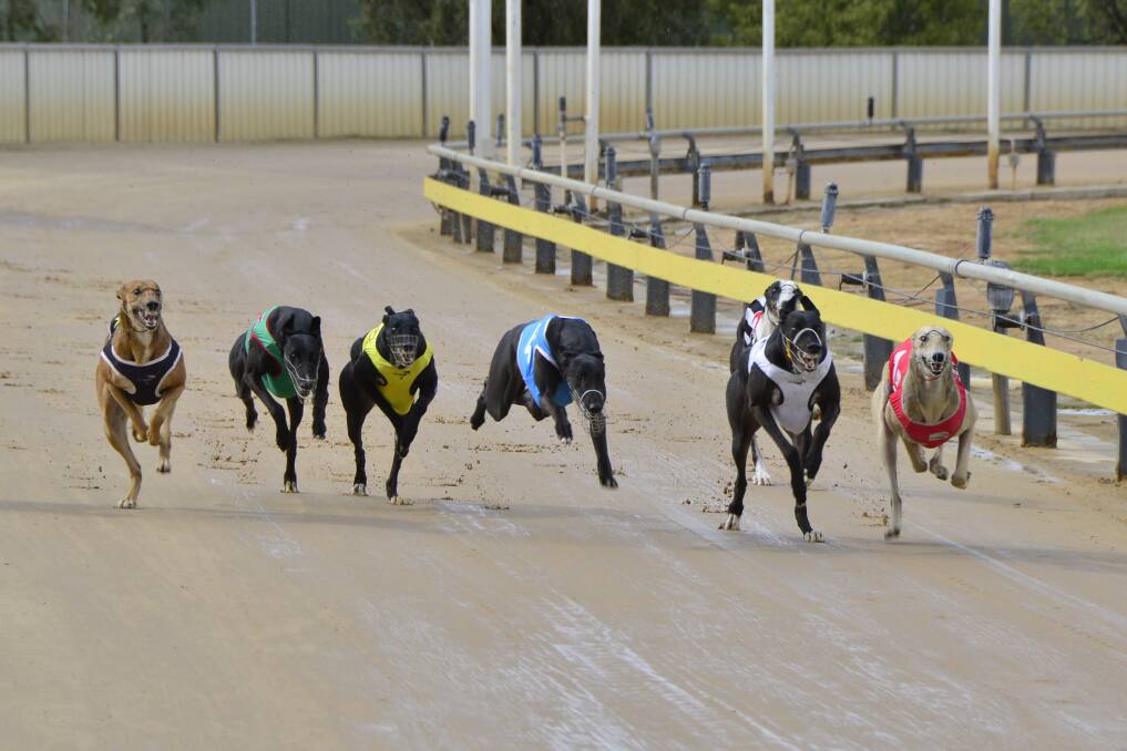 Davey (white rug) gets to the lead in the opening Dubbo To Wenty heat on Thursday. Photo: BELINDA SOOLE