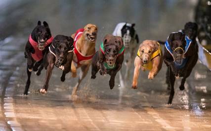 Photo: Greyhound Racing NSW