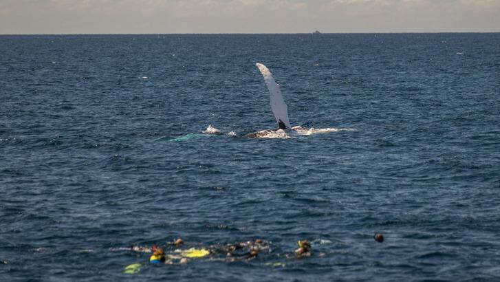 Swimming near a humpback whale.
