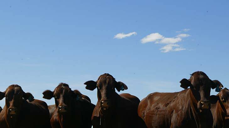 Rising popularity ... Australian beef cattle. Photo: Brendan Esposito