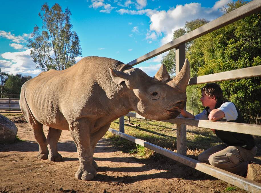 Jake Williams spends time with Chikundo the Black Rhino as part of his role as zookeeper at Taronga Western Plains Zoo. 	Photo contributed