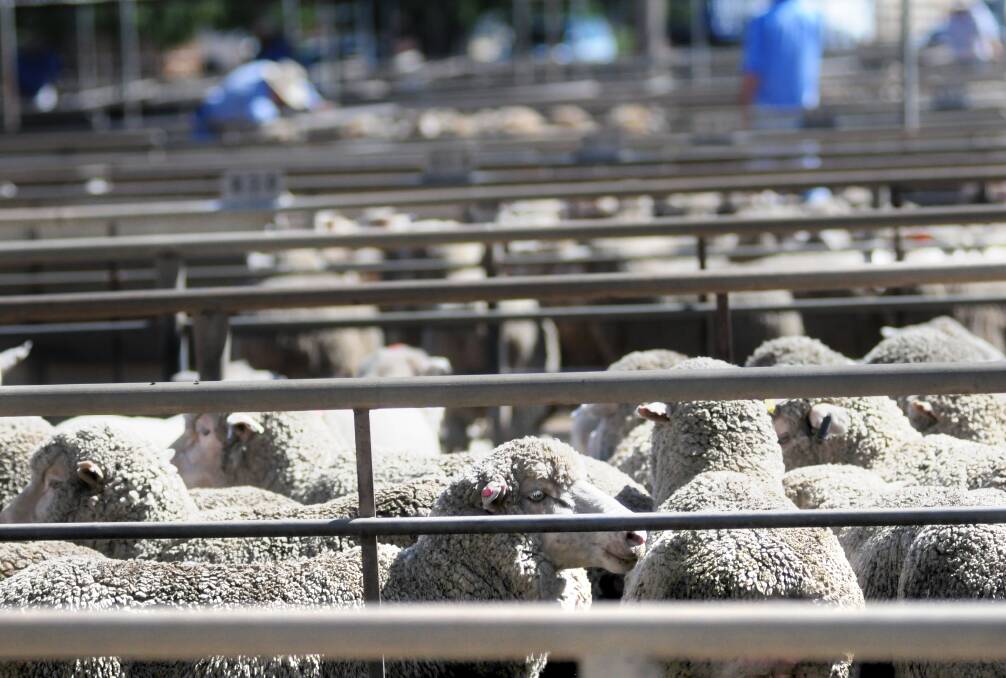 Sale day at the Dubbo Regional Livestock Markets. 									     FILE PHOTO