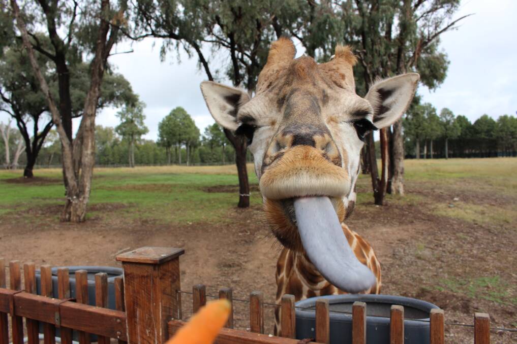 There is plenty to do if you take the family to Taronga Western Plains Zoo during the upcoming school holidays, including the popular giraffe feeding.	Photo: CONTRIBUTED