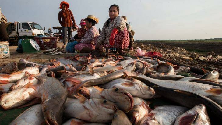 Fish unloaded near Siem Reap, Ton Le Sap Lake, in Cambodia.  Photo: JasonSouth