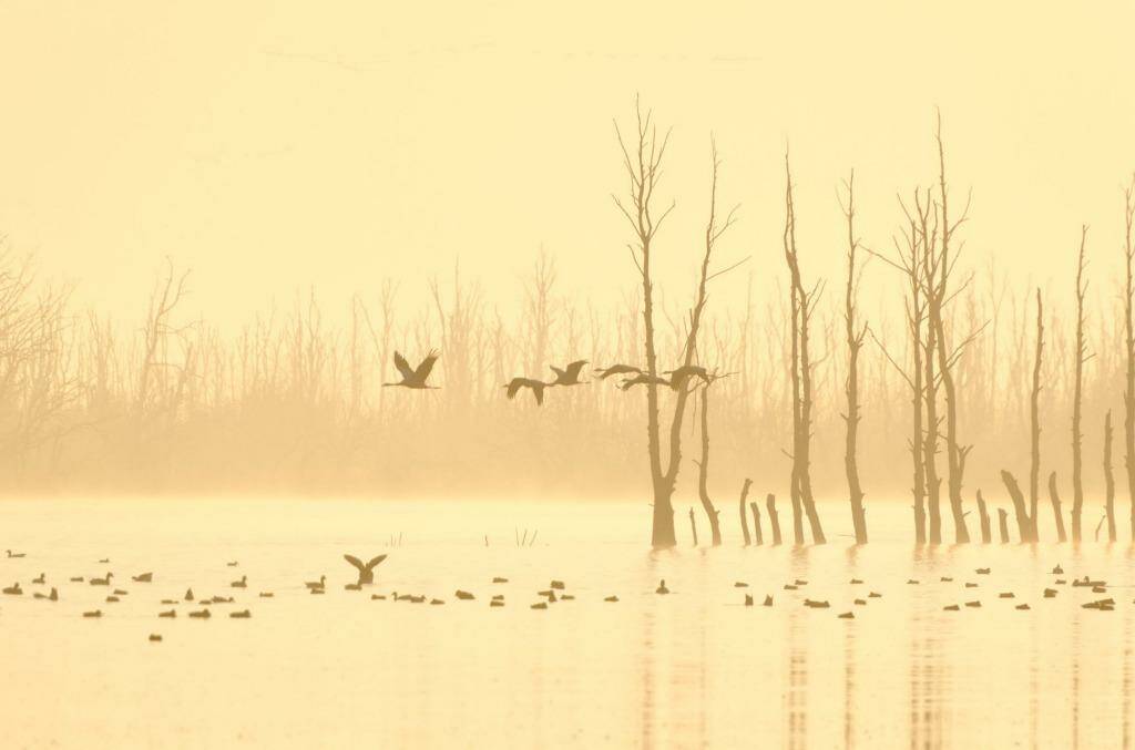 Cranes at dawn. Photo: Leon Bohlmann/Wildlife Photographer of the Year 2014