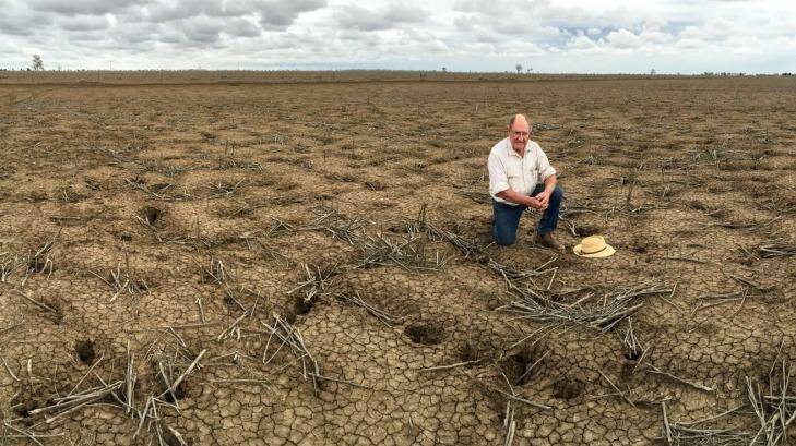 Michael O'Brien's paddocks are full of cracks. He says it would take a deluge of more than 250mm of rain to even kickstart the land.  Photo: Peter Rae 
