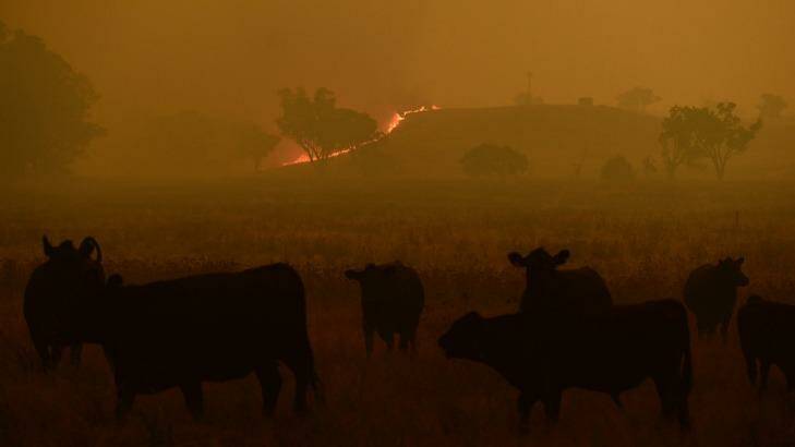Cattle escape a grass fire burning towards the small township of Wollar in the greater Hunter region.
 Photo: Wolter Peeters