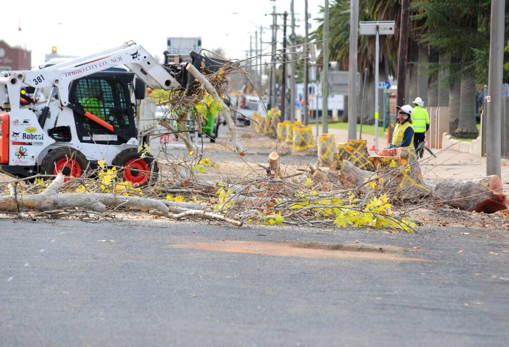 Dubbo City Council crews remove London plane trees in Darling Street. Photo: LOUISE DONGES