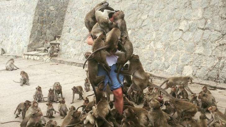 Man mobbed by monkeys turned into a funny internet memes Photo: Reddit