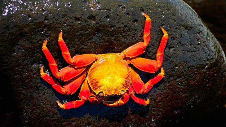 A Sally Lightfoot crab on the rocks. Photo: Michael Gebicki