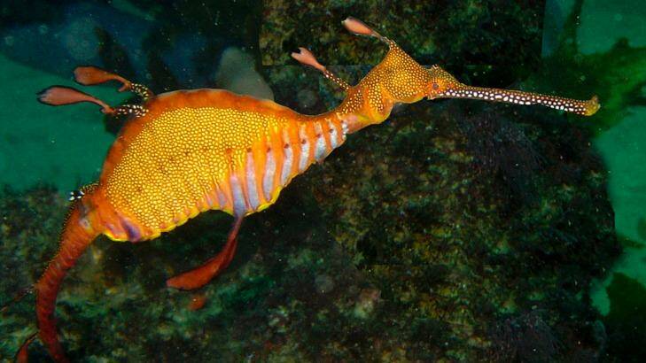 One of the attractions of diving in Sydney is weedy sea dragons. Photo: George Evatt