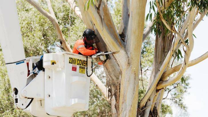 A contractor removing trees at Sydney Park to make way for the WestConnex motorway. Photo: James Brickwood
