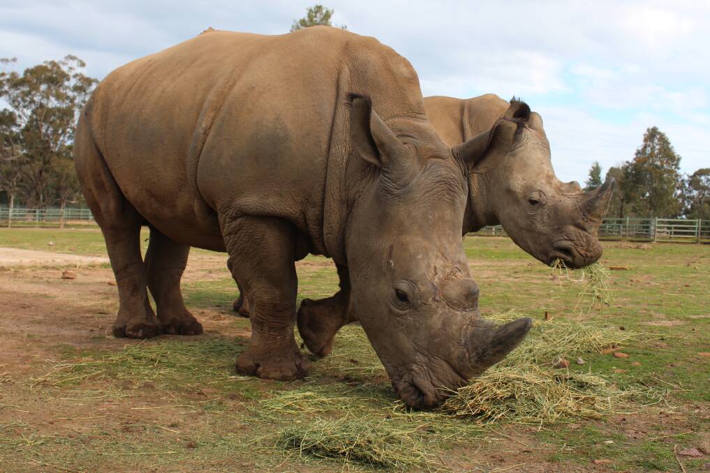 ZOO CHAT: Zoo welcomes new white rhino