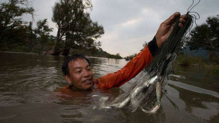 Laotian fisherman Siett Chanthasounthone collects fishing nets set the previous evening.  Photo: Jason South