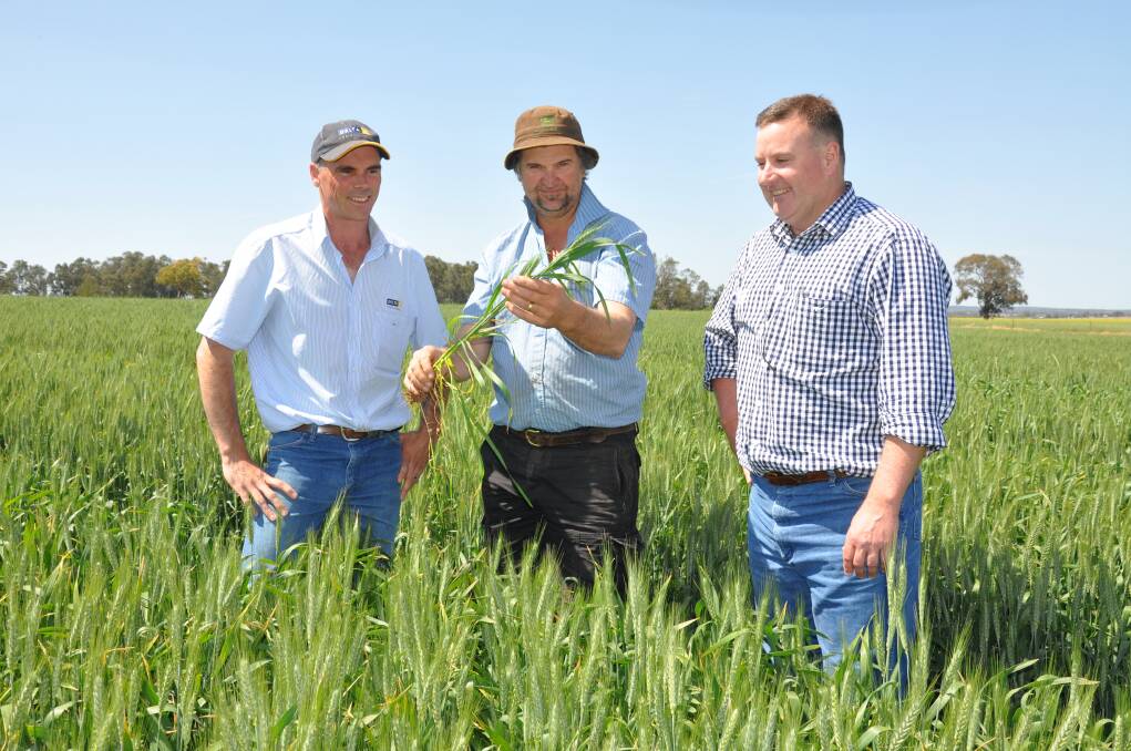 Dave Strahorn, Delta Agribusiness, Dubbo grower Chris Taylor and Bayer CropScience Territory Sales Manager Jon Bennett pictured discussing the Taylor's weed control strategy in their irrigated wheat crops. 								       Photo: CONTRIBUTED
