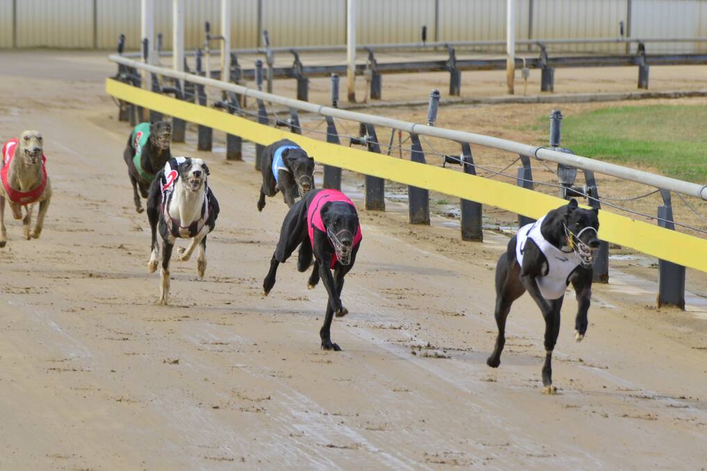 Davey (white rug) leads the field home in the opening Dubbo To Wenty heat on Thursday. 	Photo: BELINDA SOOLE