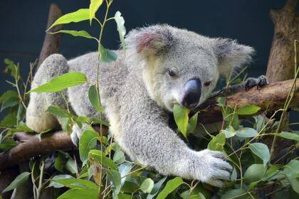 Koalas are patient patients: They just go with the flow, say hospital staff. Photo: iStock