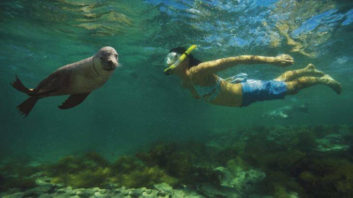 Swimming with the Sealions, Baird Bay, Eyre Peninsula. Photo: Caroline Fisher