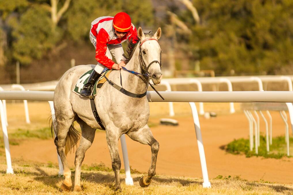 Gokstad will be one of the main chances in tomorrow's Collie Cup (1100m) at Gilgandra. 	Photos: JANIAN McMILLAN (www.racingphotography.com.au)