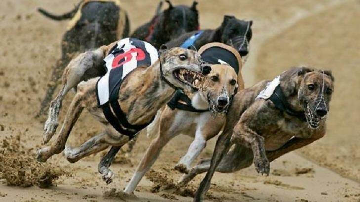 Greyhound racing has been criticised after multiple examples of cruelty to dogs were uncovered.