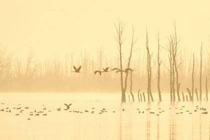 Cranes at dawn. Photo: Leon Bohlmann/Wildlife Photographer of the Year 2014