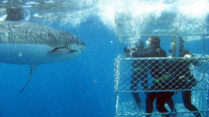 Shark cage diving with Calypso Star Charters off the Eyre Peninsula.
