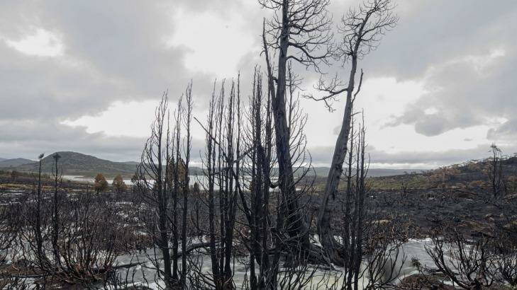 Burned pencil pines near Lake Mackenzie on the central plateau. Photo: Rob Blakers