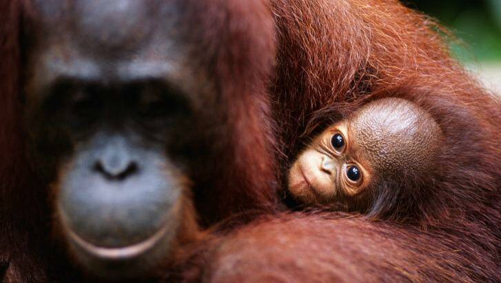 An orang-utan mother with her baby in Borneo. Photo: Roine Magnusson