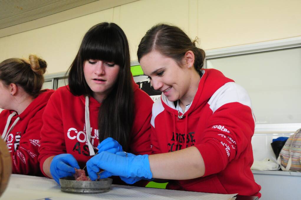 Dubbo College students Nancy McKay and Jenna Barker dissecting a brain in Sydney University's Kickstart on the Road workshops