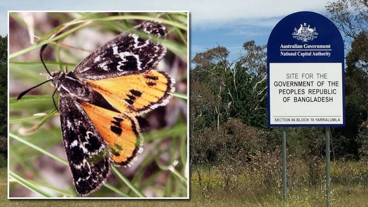 Endangered moth could stall High Commission's move
