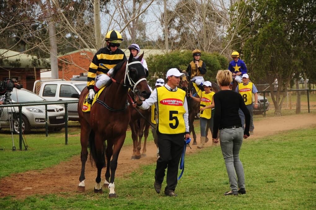 The Leon Davies-trained Kurtley, pictured at Dubbo Gold Cup Day in 2013, will return to the Dubbo track this weekend. 						  Photo: CHERYL BURKE