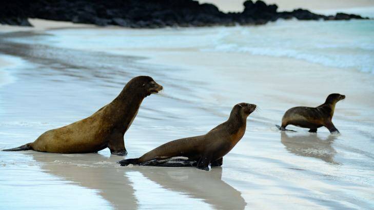 Sea lions, San Cristobal, Galapagos Islands. Photo: Michael Gebicki