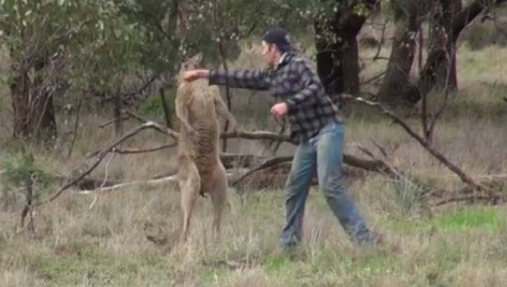 The kangaroo was punched in the face after it released the man's dog.  Photo: Facebook / Greg Bloom