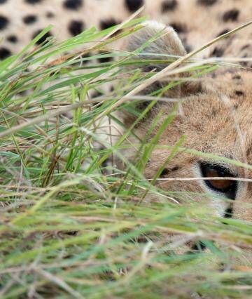 The watchful cheetah. Photo: Leon Petrinos/Wildlife Photographer of the Year 2014