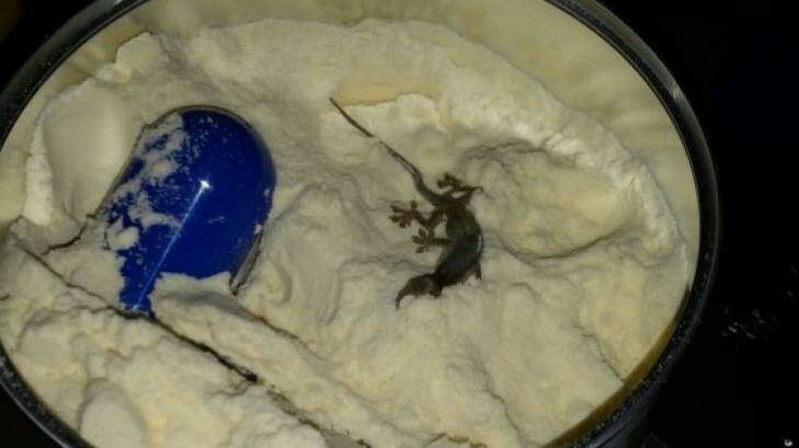 A tin of formula that a mother claims contained a lizard, possibly from Singapore. Photo: Supplied