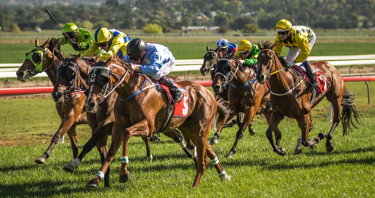 Cardiff Prince will take on city company today when he lines up in the WJ McKell Cup (2400m) at Randwick. 
Photo: JANIAN McMILLAN (www.racingphotography.com.au)