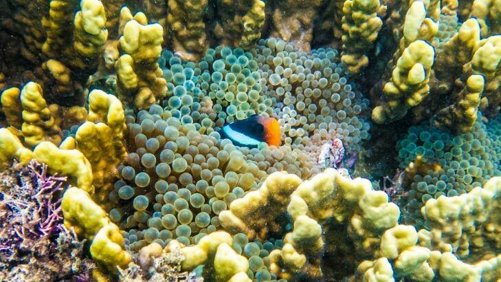 Spilt paint pot: The kaleidoscopic colours of the reef. Photo: Ocean Eco Adventures