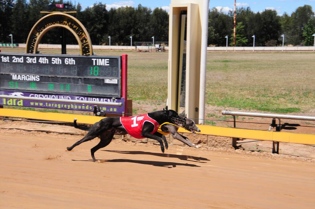 Laurie's First (inside, obscured) holds off Extreme Tyco to win the Dubbo Vet Hospital Maiden Stakes (318m) at Dawson Park yesterday. 	Photo: GREG KEEN